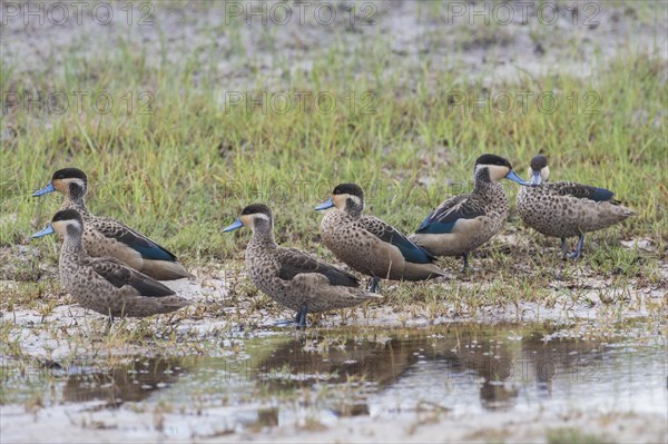 Hottentot Teals (Anas hottentota)