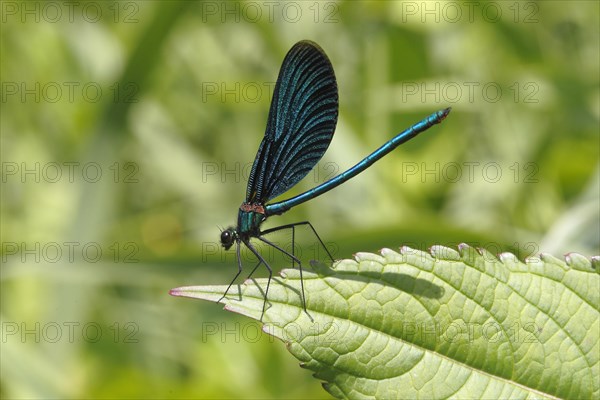 Beautiful Demoiselle (Calopteryx virgo)