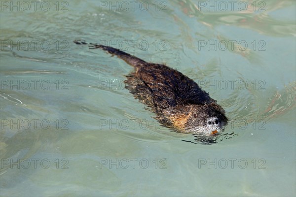 Coypu
