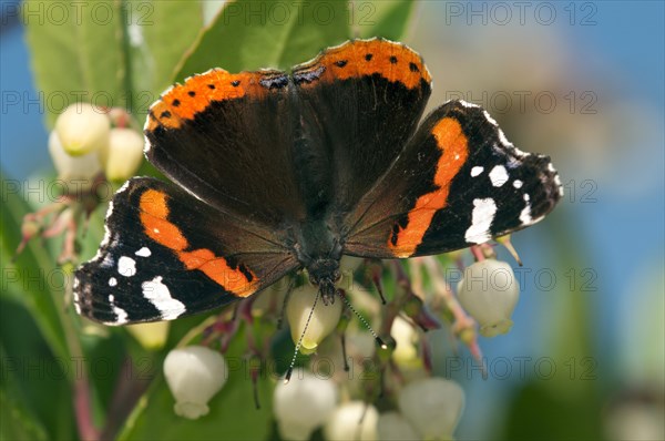 Red Admiral butterfly (Vanessa atalanta)