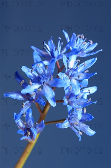 Two-leaf Squill or Alpine Squill (Scilla bifolia)