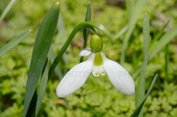 Giant Snowdrop (Galanthus elwesii)