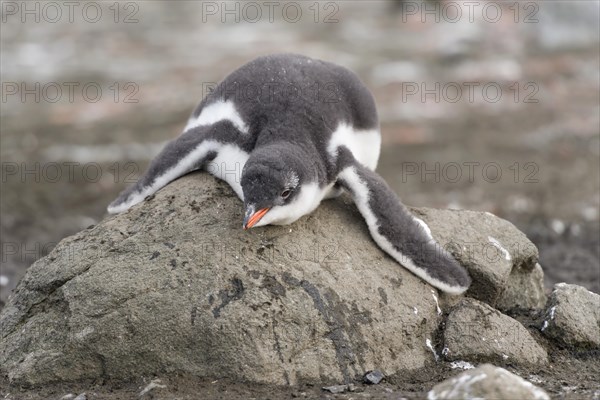 Gentoo Penguin (Pygoscelis papua) chick in downy feathers