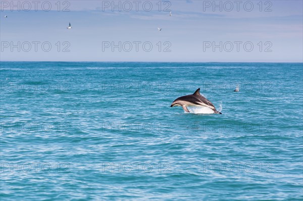 Hector's Dolphin (Cephalorhynchus hectori) jumping out of the water