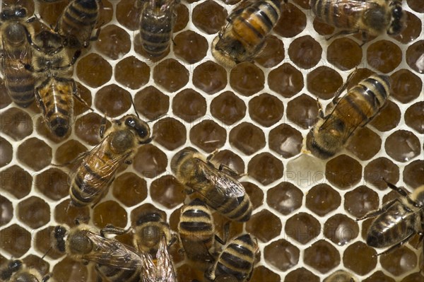 Honey Bees (Apis sp.) on a honeycomb