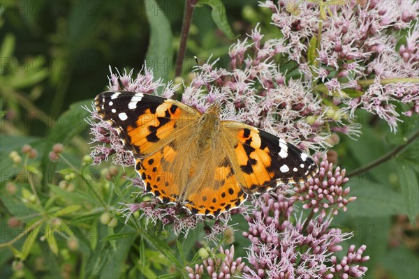 Painted Lady (Vanessa cardui