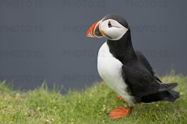 Puffin (Fratercula arctica)