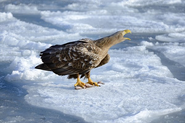 White-tailed Eagle or Sea Eagle (Haliaeetus albicilla)