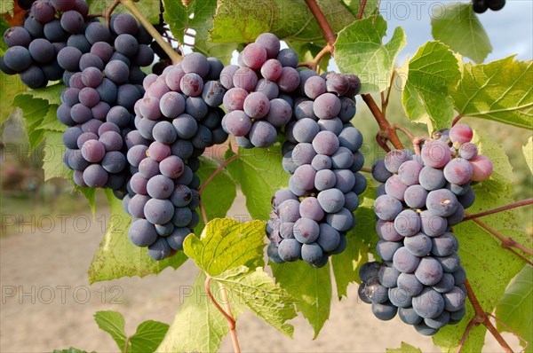 Bunches of grapes