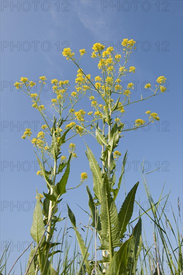 Turkish Rocket (Bunias orientalis)