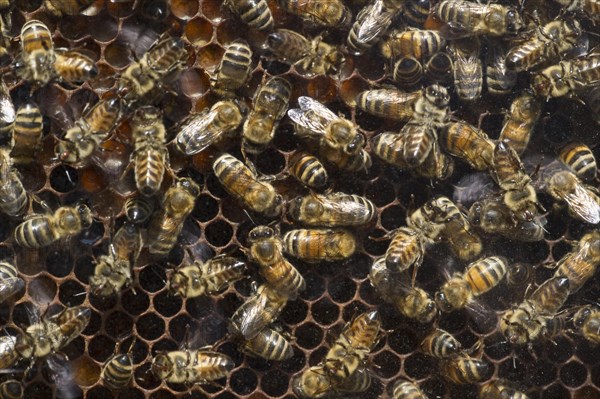 Honey Bees (Apis sp.) on a honeycomb