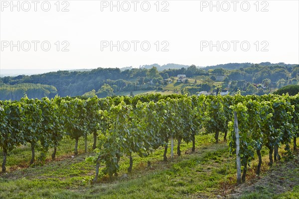 Wine-growing region of the Dordogne
