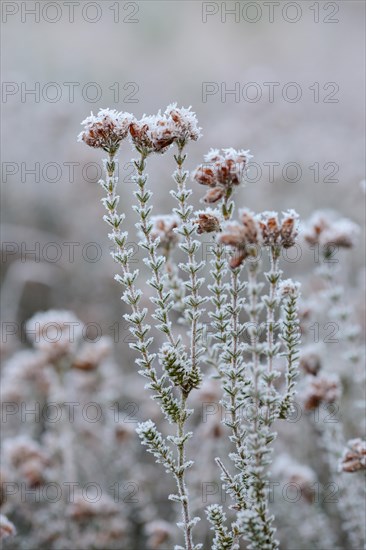 Heather is covered with with hoarfrost