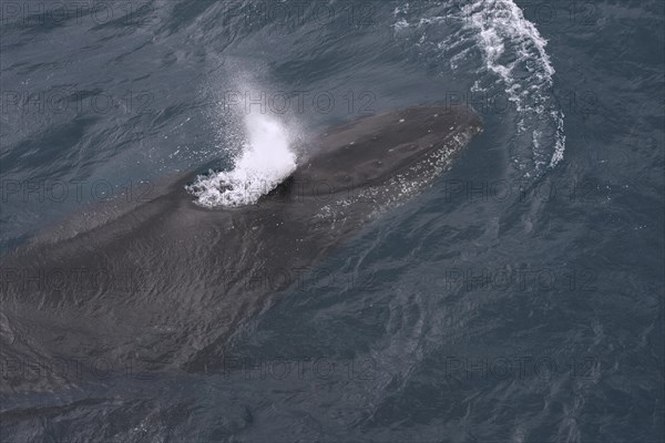 Humpback Whale (Megaptera novaeangliae)