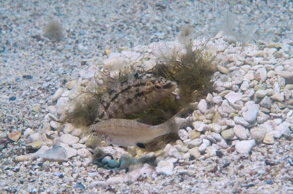 Grey wrasse (Symphodus cinereus)