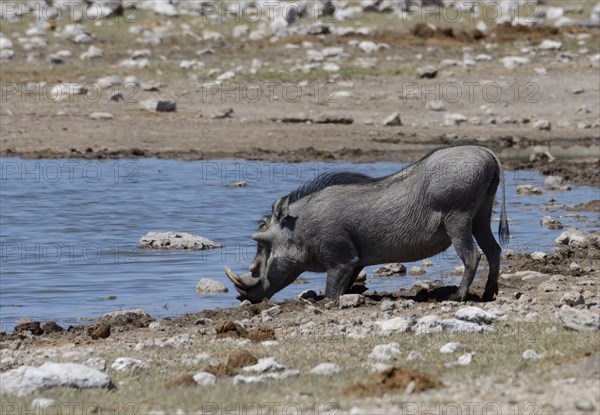 Warthog (Phacochoerus africanus) at a waterhole
