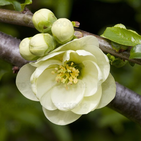 Flowering Quince (Chaenomeles x superba)