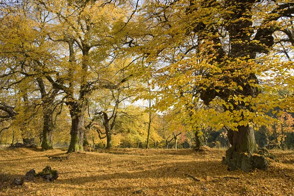 Small-leaved Lime or Little-leaf Linden (Tilia cordata) in autumn