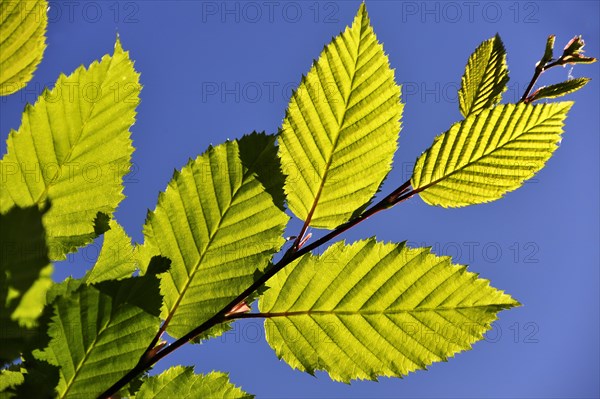 European Hornbeam (Carpinus betulus)