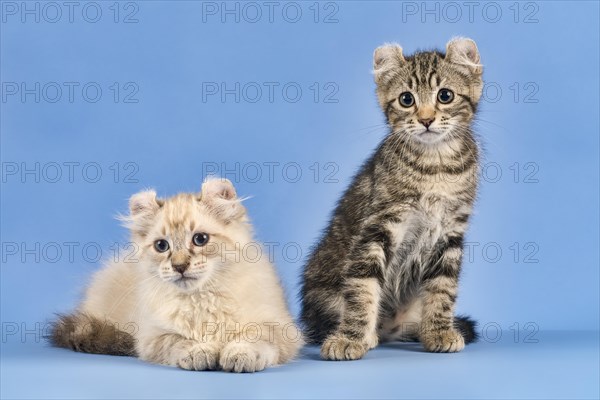 Two breedscats American Curl (Felis silvestris catus)