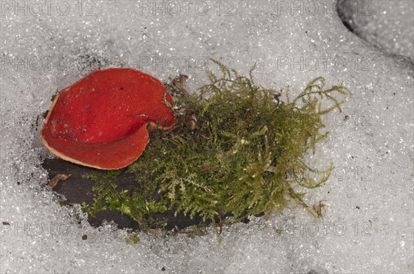 Scarlet Elf Cup (Sarcoscypha coccinea)