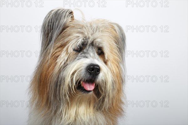 Elo or Great Elo breed of dog