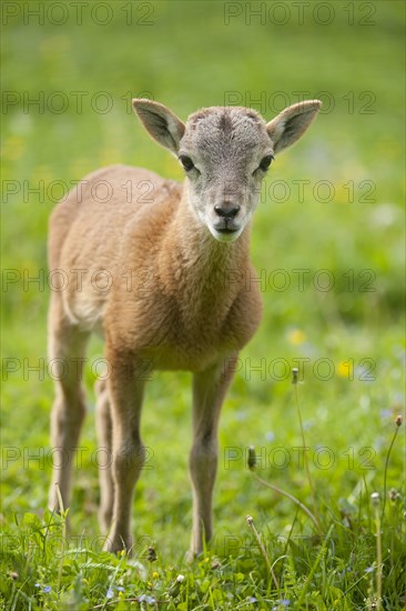 European Mouflon (Ovis ammon Musimon)