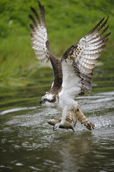 Osprey (Pandion haliaetus) taking flight after an unsuccessful hunt