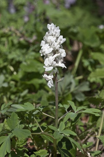 Flowering Corydalis (Corydalis cava)