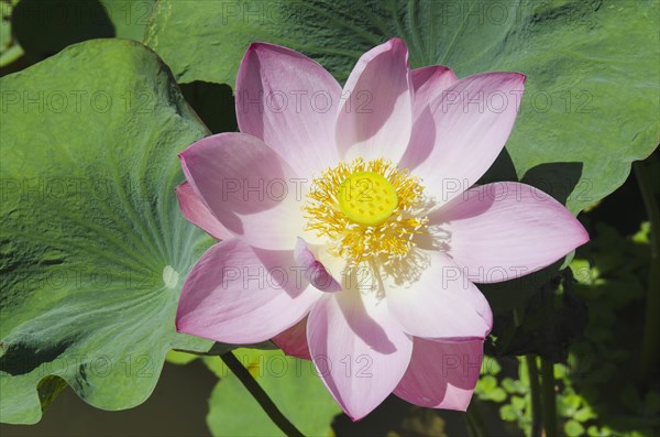 Lotus or Indian Lotus (Nelumbo nucifera)