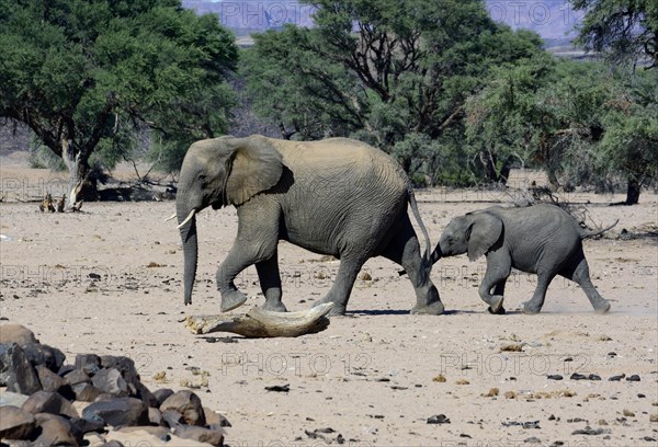 African elephants (Loxodonta africana)