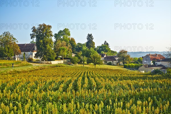 Corn field in front of a village