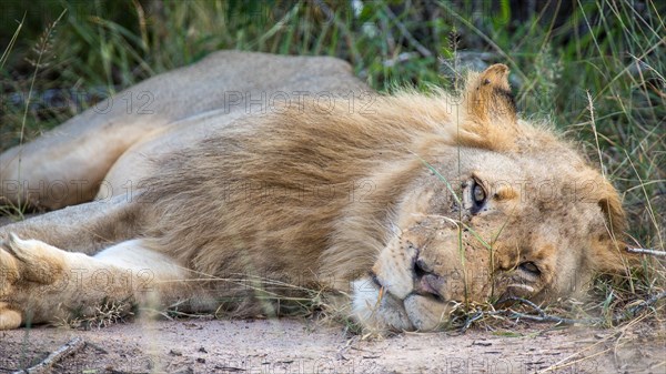 African Lion (Panthera leo)