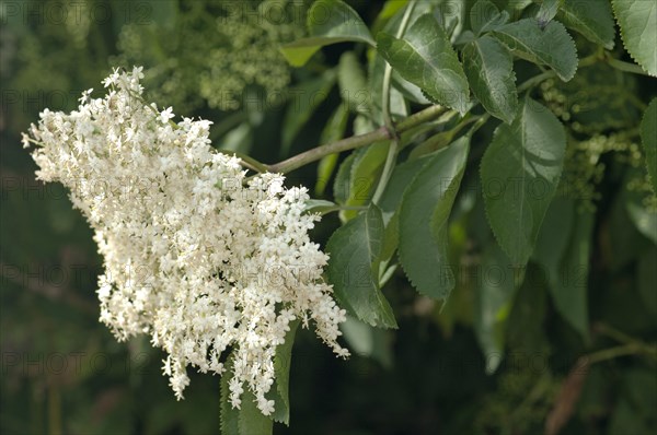 Inflorescence of Black Elder or Elderberry (Sambucus nigra)