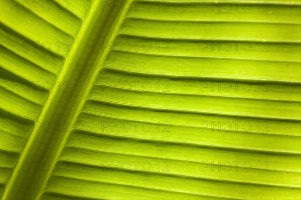 Banana (Musa sp.)