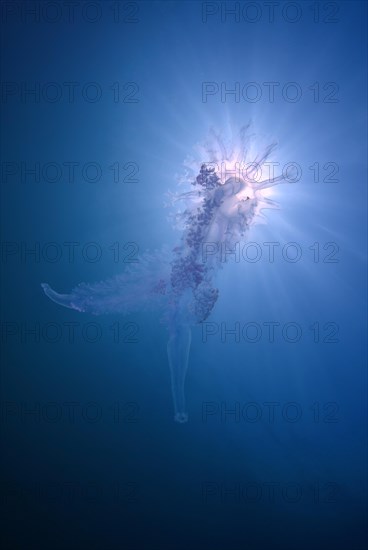 Jellyfish (Medusozoa sp.)