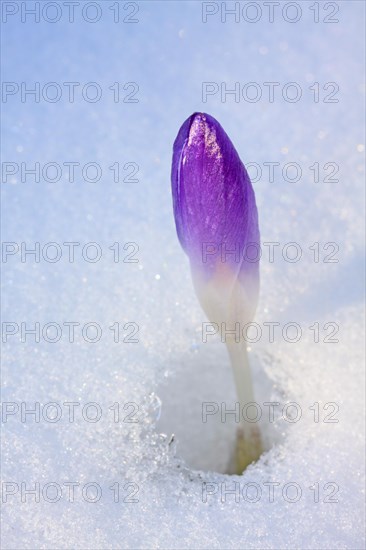 Purple Spring Crocus or Giant Crocus (Crocus vernus)