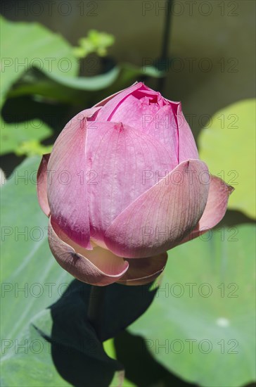Lotus or Indian Lotus (Nelumbo nucifera)