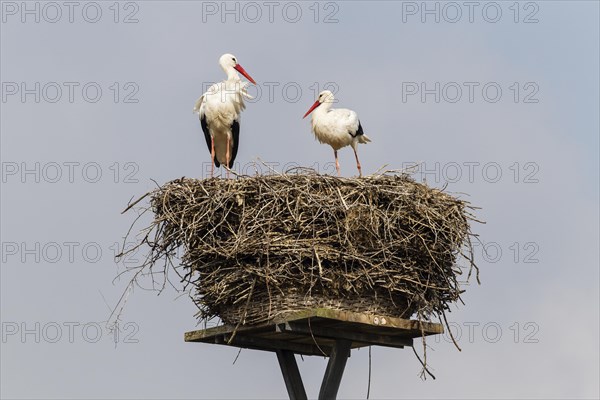 White storks (Ciconia ciconia) on the nest