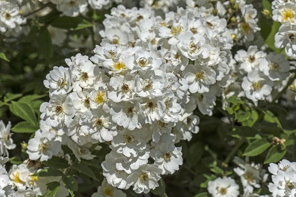 White flowering climbing Rose (Rosa)