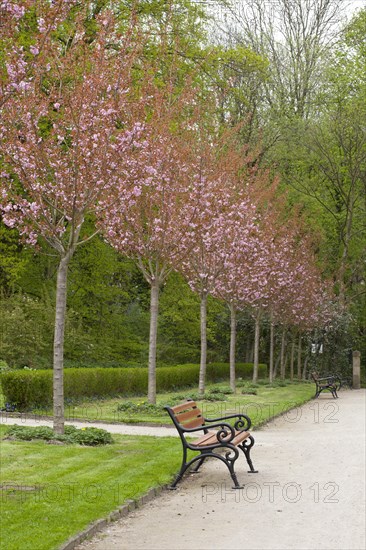 Avenue with flowering Japanese cherry trees