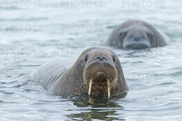 Walruses (Odobenus rosmarus)