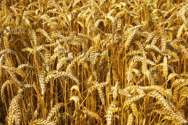 Wheat field ready to harvest