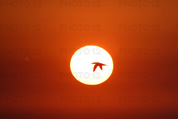 Northern gannet (Sula bassana) flying in front of setting sun