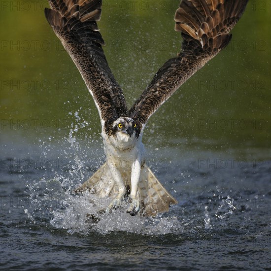 Osprey (Pandion haliaetus) taking flight after an unsuccessful hunt