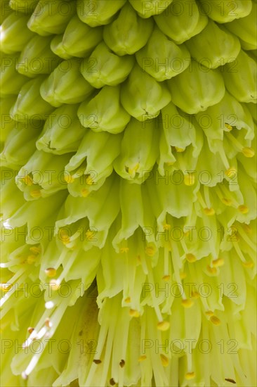 Pineapple flowers or Pineapple lilies (Eucomis sp.)