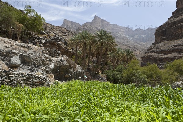 Oasis with date palms and green fields