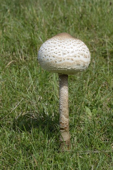 Parasol Mushroom (Macrolepiota procera)