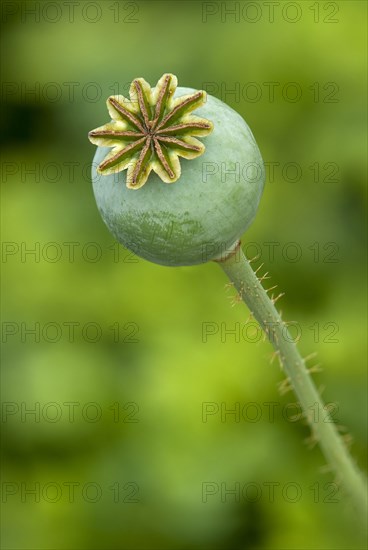 Seed pod of an Opium Poppy (Papaver somniferum)