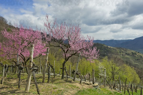 Blossoming peach trees (Prunus persica) in a vineyard